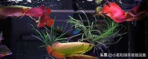 鱘龍魚可以混養嗎|鱘龍魚可以混養嗎？